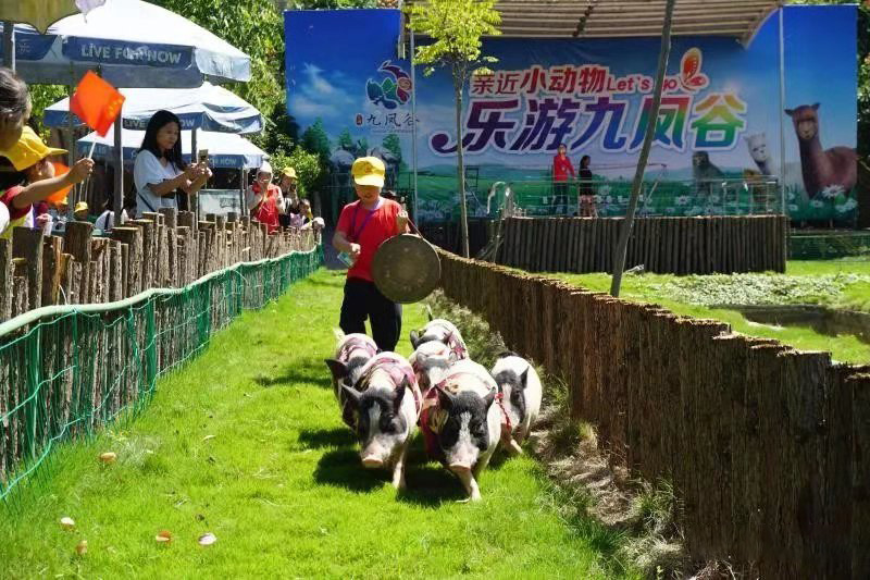 夏令營招募